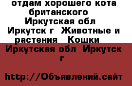 отдам хорошего кота британского  - Иркутская обл., Иркутск г. Животные и растения » Кошки   . Иркутская обл.,Иркутск г.